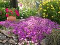 Lampranthus Roseus